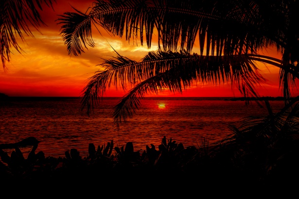 Sunset Beach Palm Trees Free Stock Photo - Public Domain Pictures