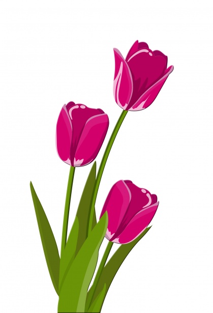 Tulips Illustration Clipart Free Stock Photo - Public Domain Pictures