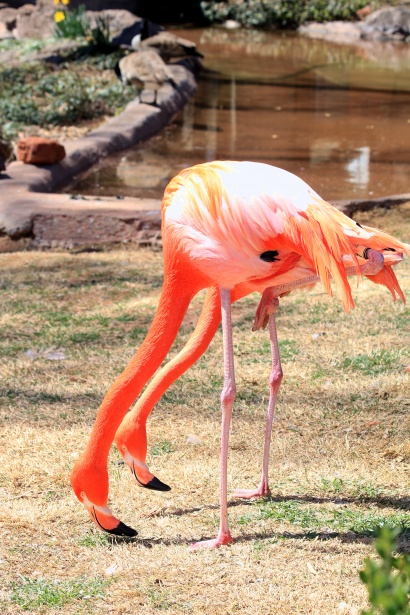 Two Pink Flamingos Free Stock Photo - Public Domain Pictures