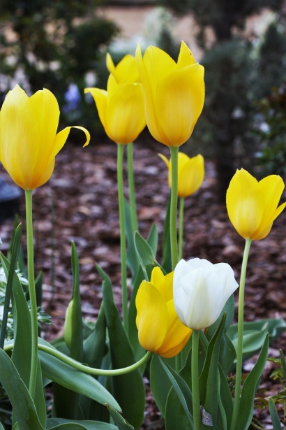Tulipanes amarillos y blancos Stock de Foto gratis - Public Domain Pictures