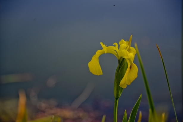 Flor amarilla del iris Stock de Foto gratis - Public Domain Pictures