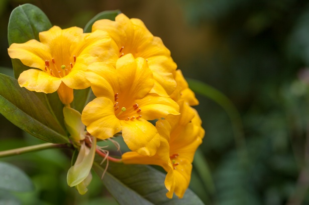 Fleur tropicale jaune Photo stock libre - Public Domain Pictures