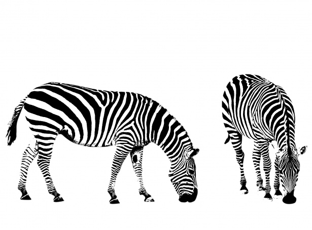 zebra clip art black and white