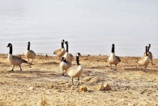 A Gaggle Of Geese On Lake Shore