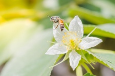 A honey bee with flower
