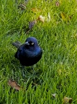 Rozzlobený černý pták