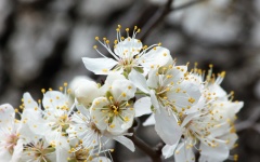 Apple Blossoms in Spring