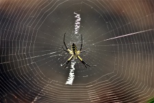 Argiope Spinne und Netz