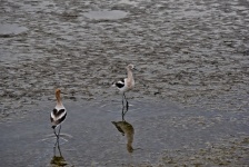 Avocets Front and back