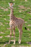 Girafa bebê