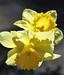 Backlit Daffodils Close-up