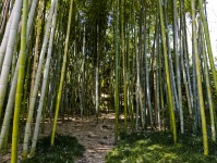 Bambusové pozadí lesa