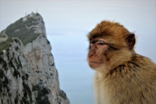 Barbatul maimuță la Gibraltar