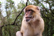 Barbary Ape In Gibraltar