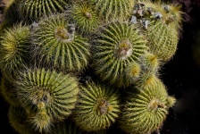 Barrel Cactus Bunch