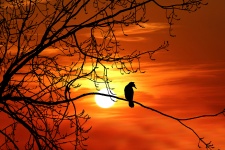 Vogel boom zonsondergang silhouet