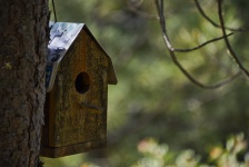 Birdhouse su un albero
