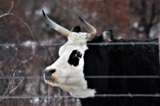 Czarno-biały byk w zimie