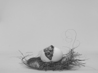 Black and White Nest egg