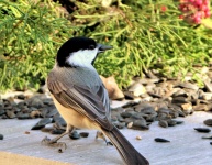 Black-capped Chickadee On Table