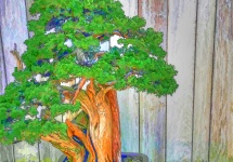Drzewo bonsai