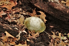 Box Turtle Shell In Hollow Log