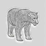 Brown Bear Sketch