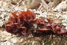 Brown Jelly Fungus Close-up