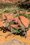 Buckhorn Cholla Cactus