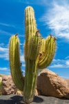 Cactus en lucht