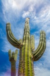 Kaktus und Himmel