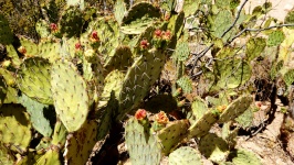 Kaktus květiny