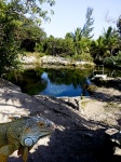 Cancun Iguana Watering Hole