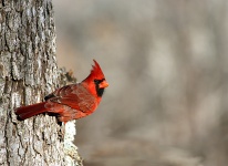 Kardinal im Winter Border