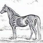 Cavalo castanho