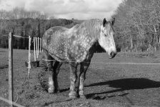 Серый пятнистый конь