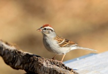 Chipping Sparrow on Branch