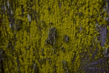 Closeup Texture of a Mossy Fence