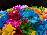 Färgglada blommor