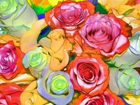 Fond de roses colorées