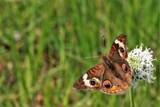 Fond de papillon commun Buckeye