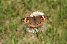 Buckeye commun papillon dans le champ