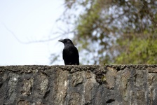Crow sitting on a wall