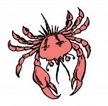 Crab Illustration Clipart