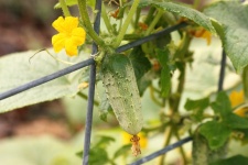 Cucumber And Bloom On Vine