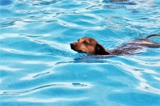 Dachshund Dog Swimming in Pool