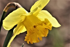 Daffodil Close-up