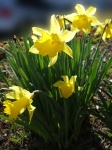 Daffodils in luce solare
