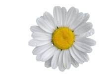 Fondo blanco de Daisy Flower