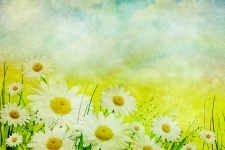 Daisy Flowers Vintage achtergrond